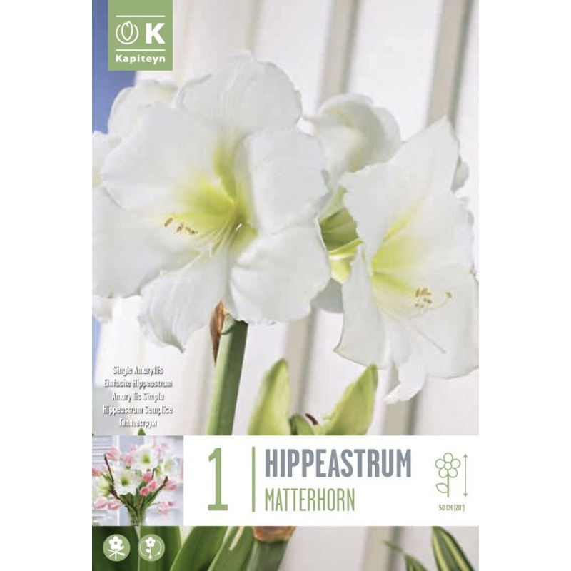 HIPPEASTRUM MATTERHORN X 1