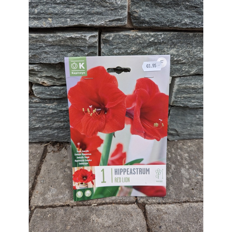 HIPPEASTRUM RED LION X 1