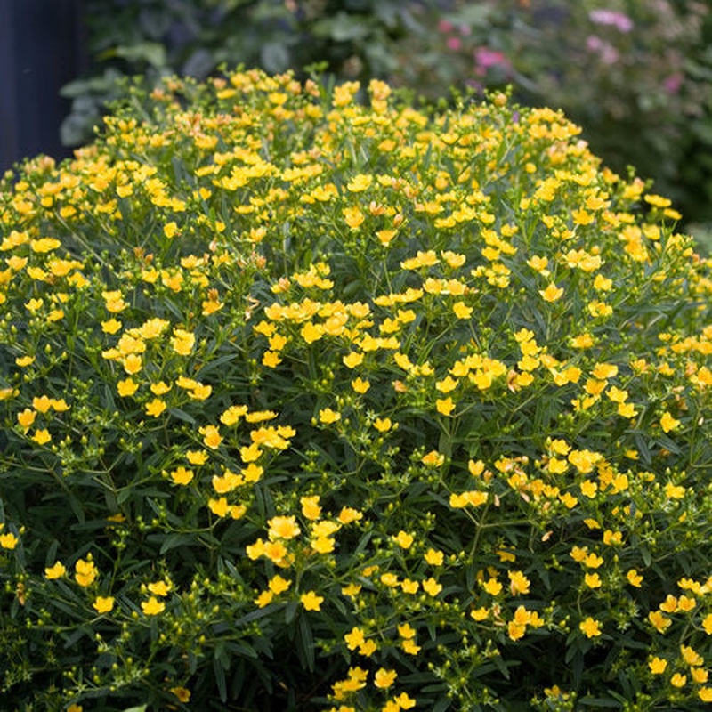 Hypericum Sunny Boulevard  3 Ltr pot