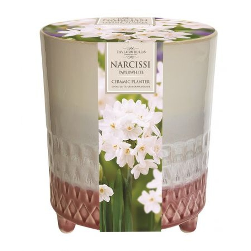 INDOOR PAPERWHITE PLANTER X3