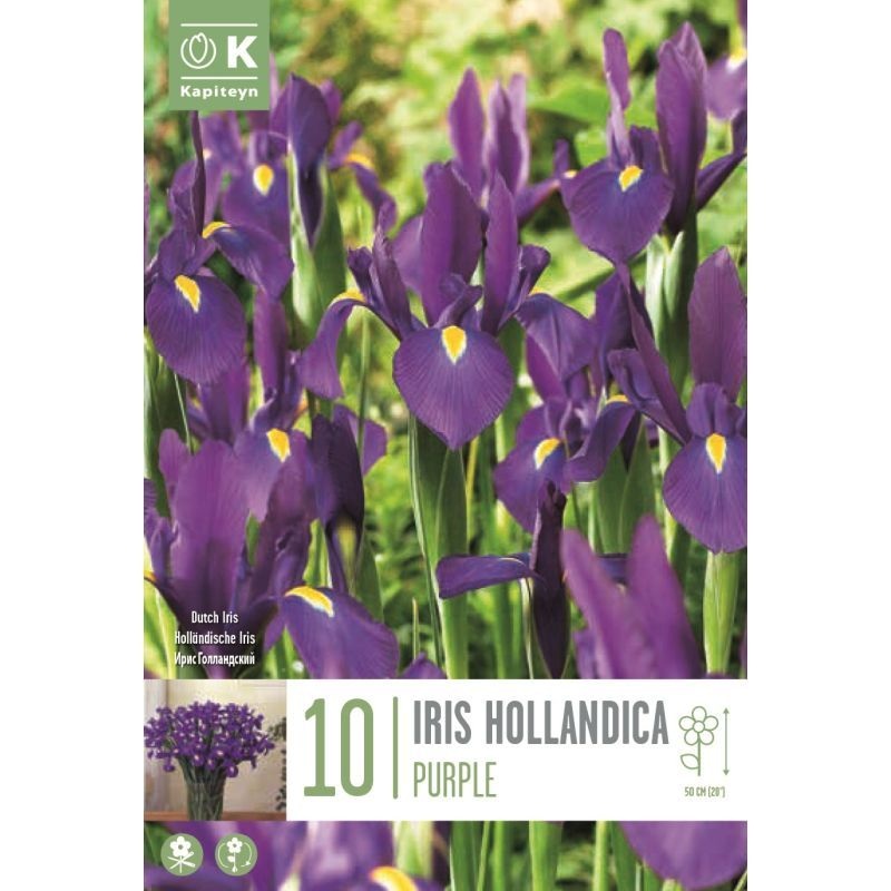 IRIS PURPLE X 10