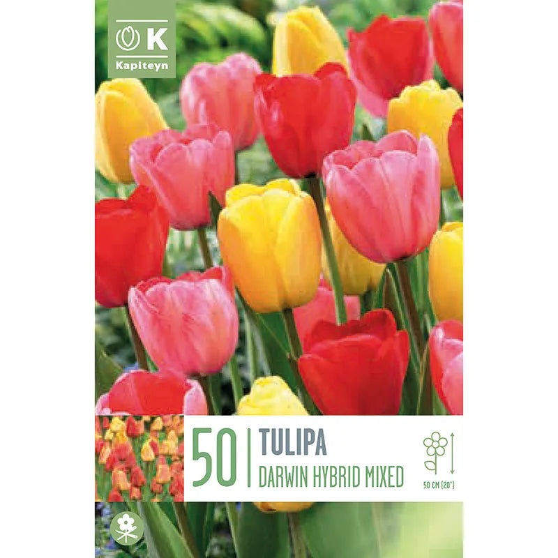 LANDSCAPE BAG TULIPA DARWIN HYBRID MIXED COLOURS x 50