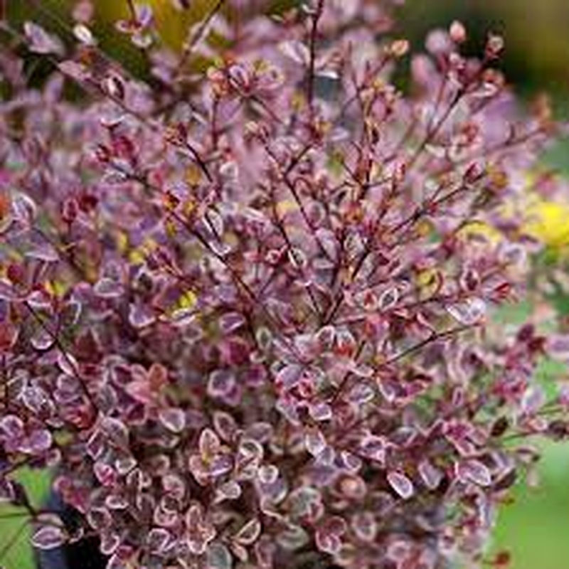 LOPHOMYRTUS Magic Dragon