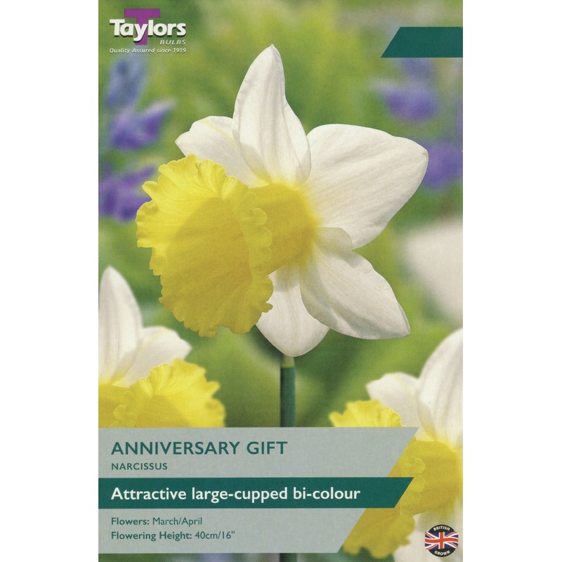 NARCISSUS ANNIVERSARY GIFT X 7