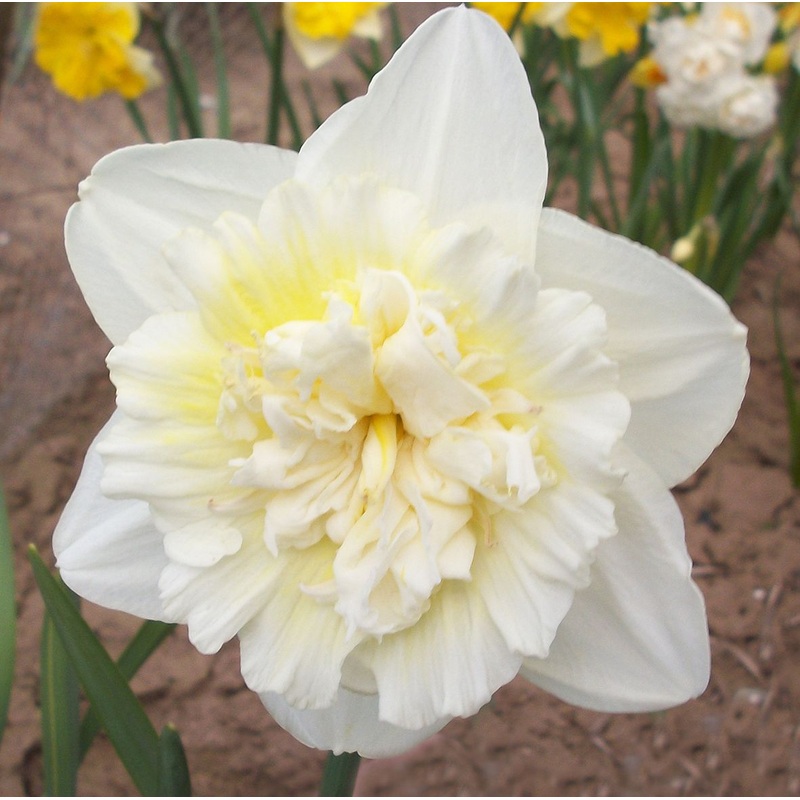 NARCISSUS ICE KING X 7