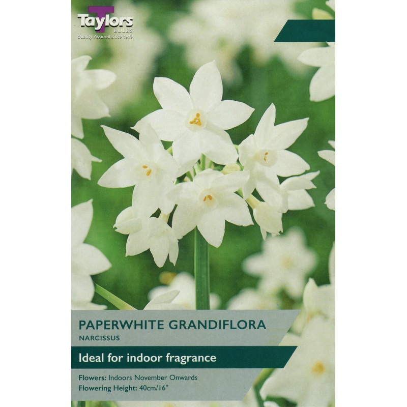 NARCISSUS PAPERWHITE GRANDIFLORA 3