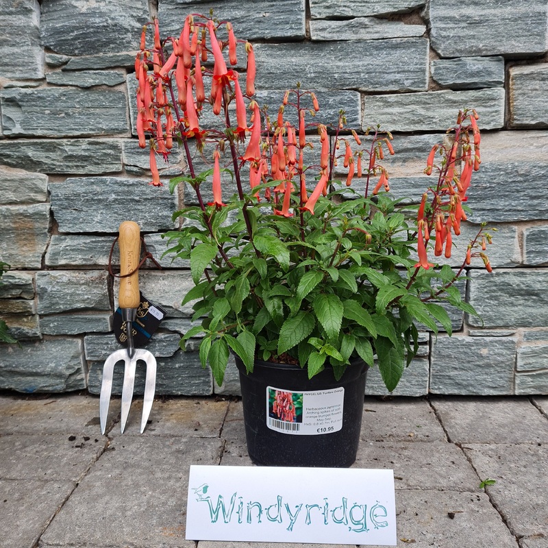 PHYGELIUS Funfare Orange