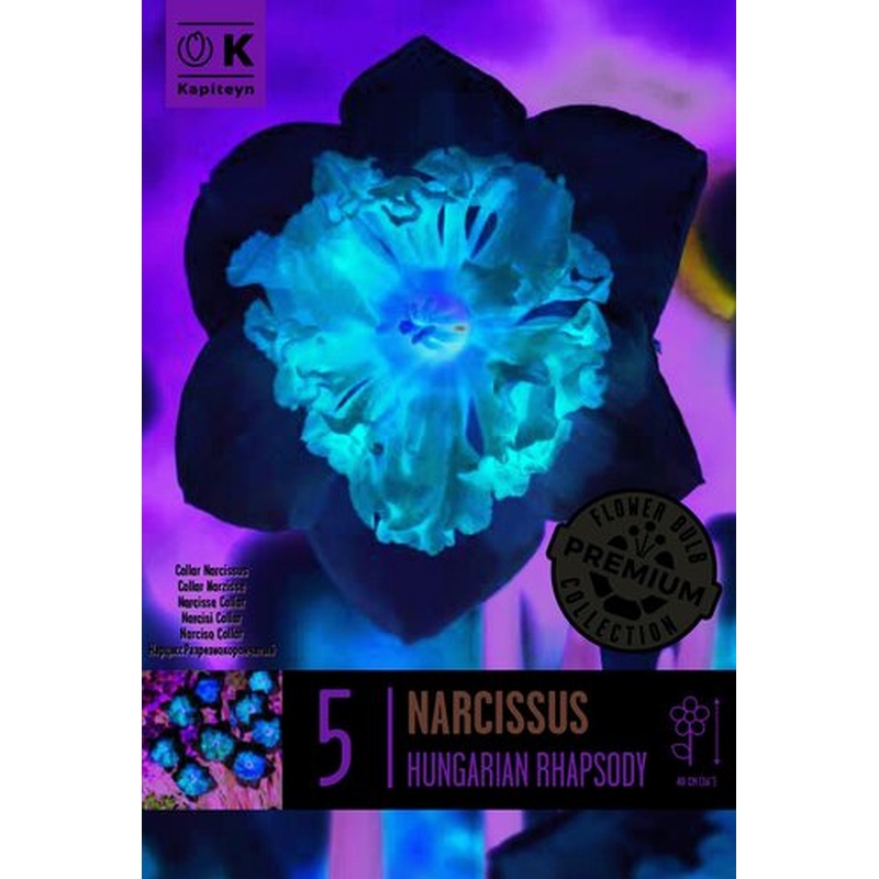 PREM NARCISSUS COLLAR HUNGARIAN RHAPSODY X 5
