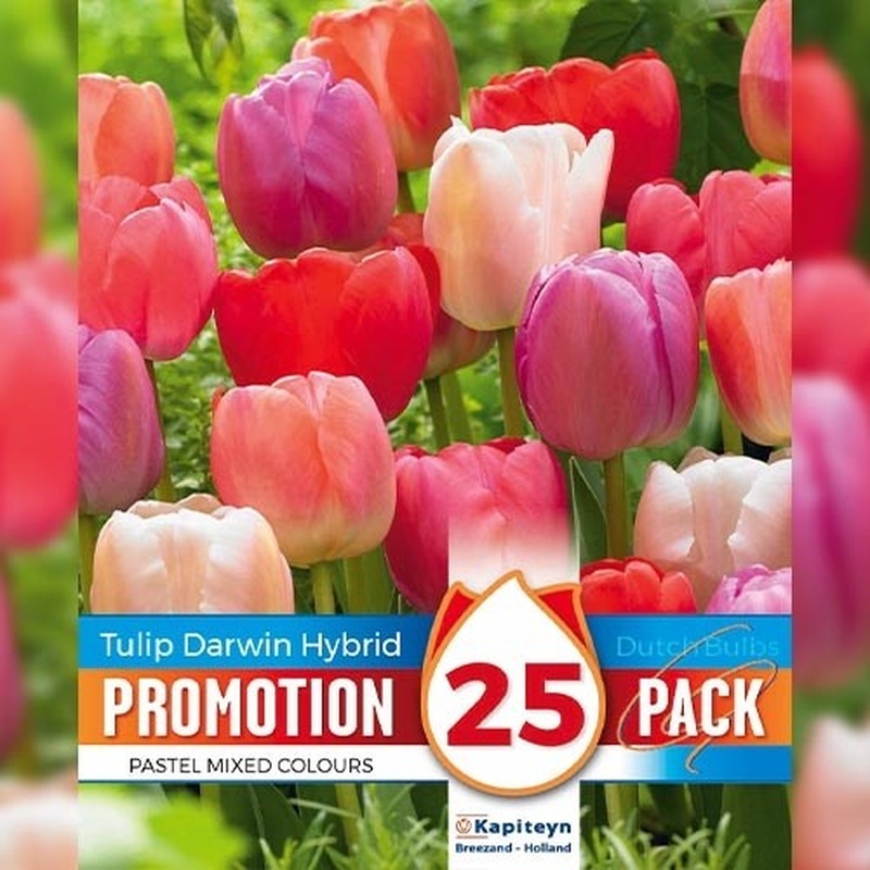 PROMO TULIPA DARWIN HYBRID PASTEL MIXED COLOURS X 20