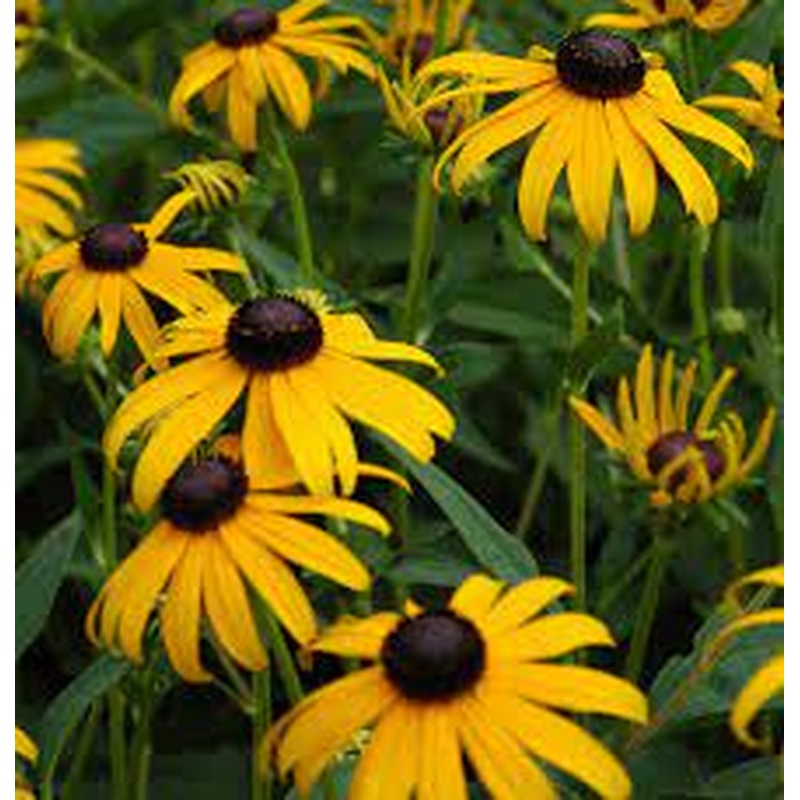 RUDBECKIA American Gold Rush
