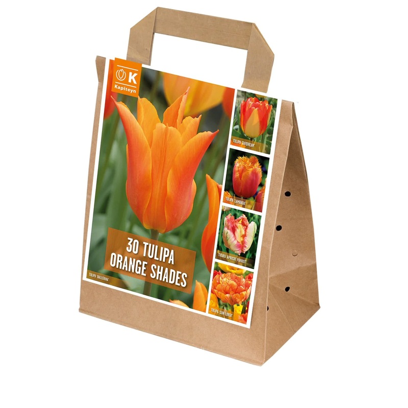 SHADES OF COLOUR TULIPA ORANGE x 25
