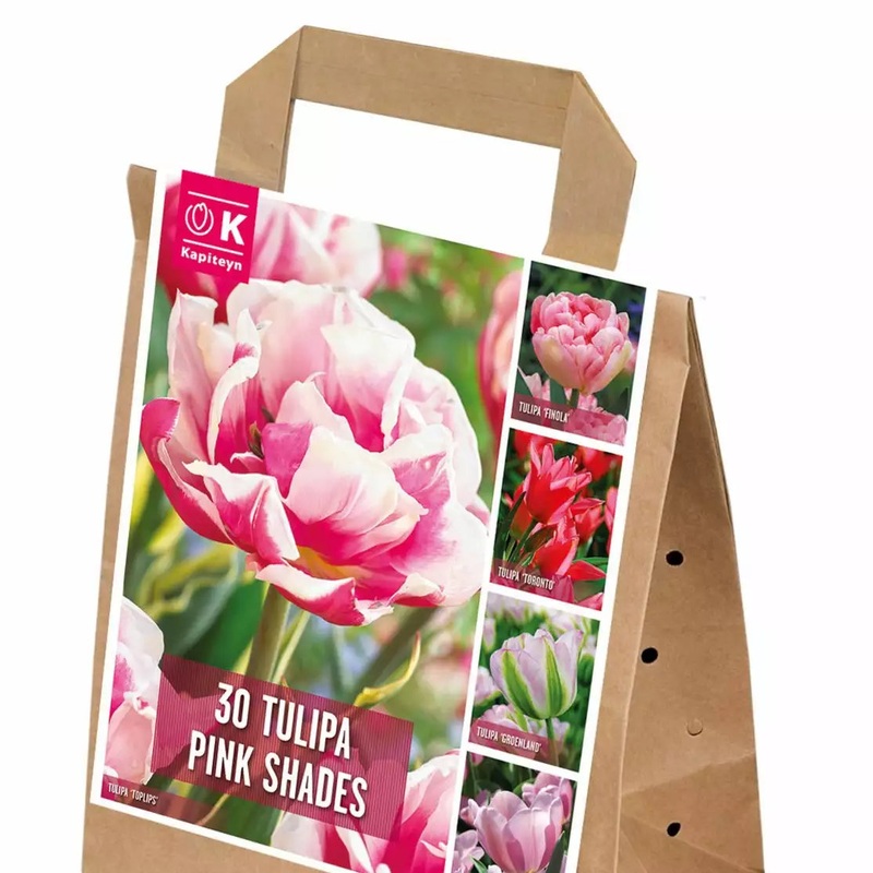 SHADES OF COLOUR TULIPA PINK x 25