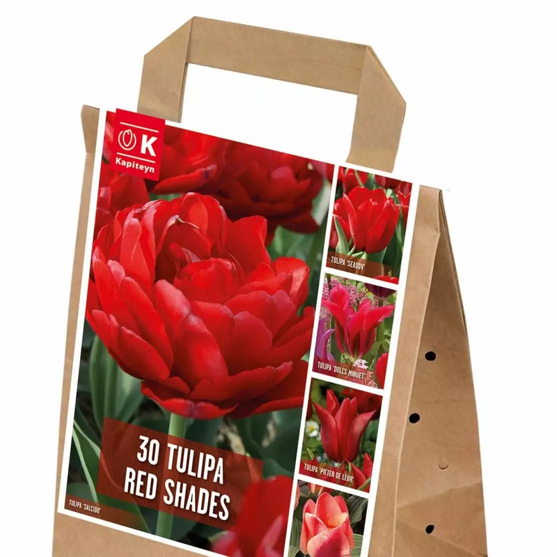 SHADES OF COLOUR TULIPA RED x 25