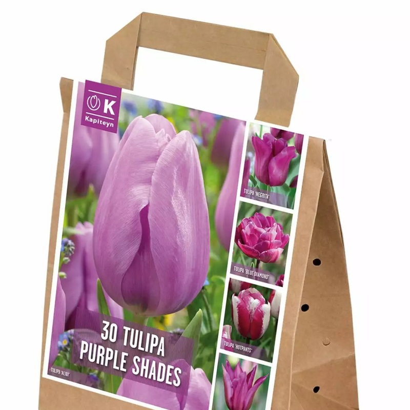 SHADES OF COLOUR TULIPA VIOLET x 25