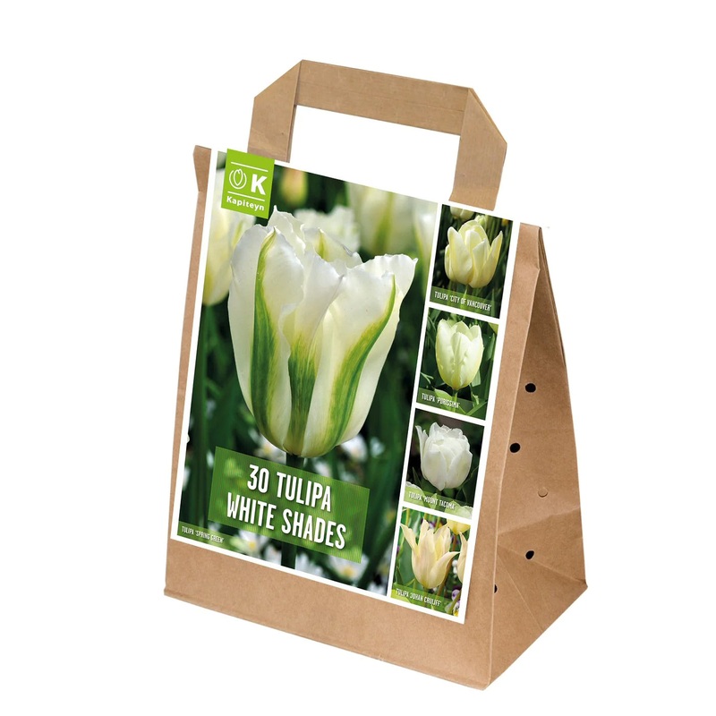 SHADES OF COLOUR TULIPA WHITE x 25