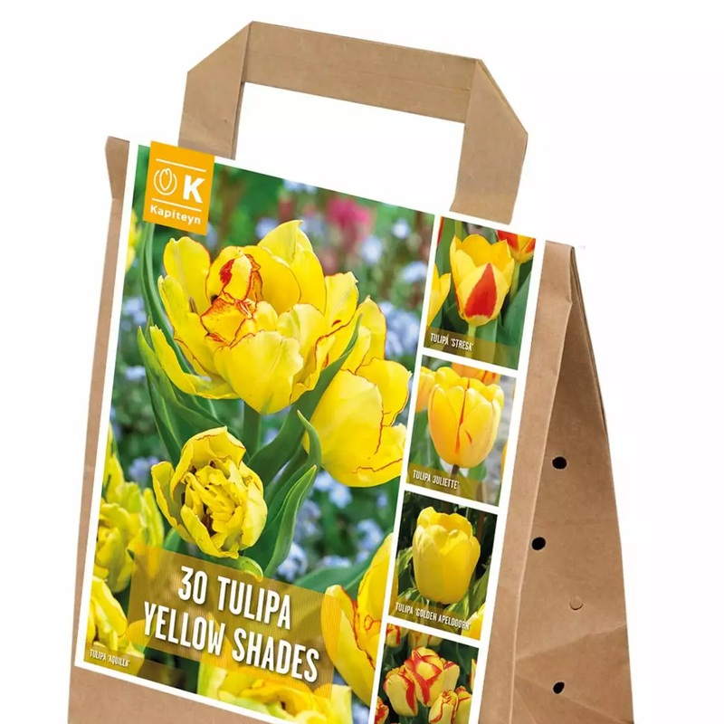 SHADES OF COLOUR TULIPA YELLOW x 25