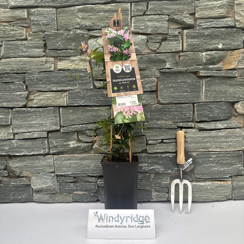 Trachelospermum asiaticum Pink Air