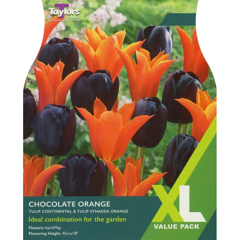 TULIP CHOCOLATE ORANGE 12