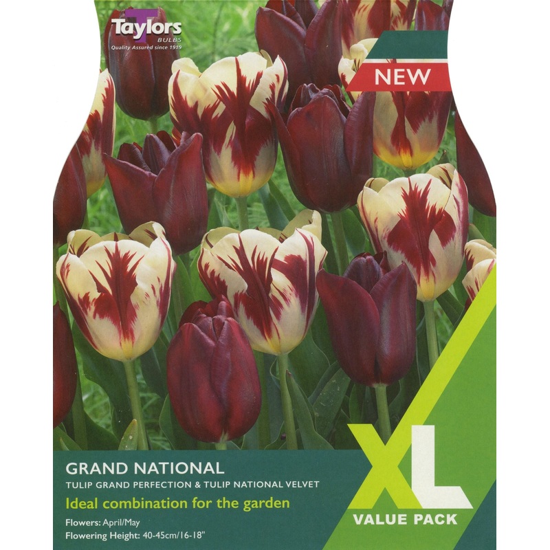 TULIP GRAND NATIONAL 15