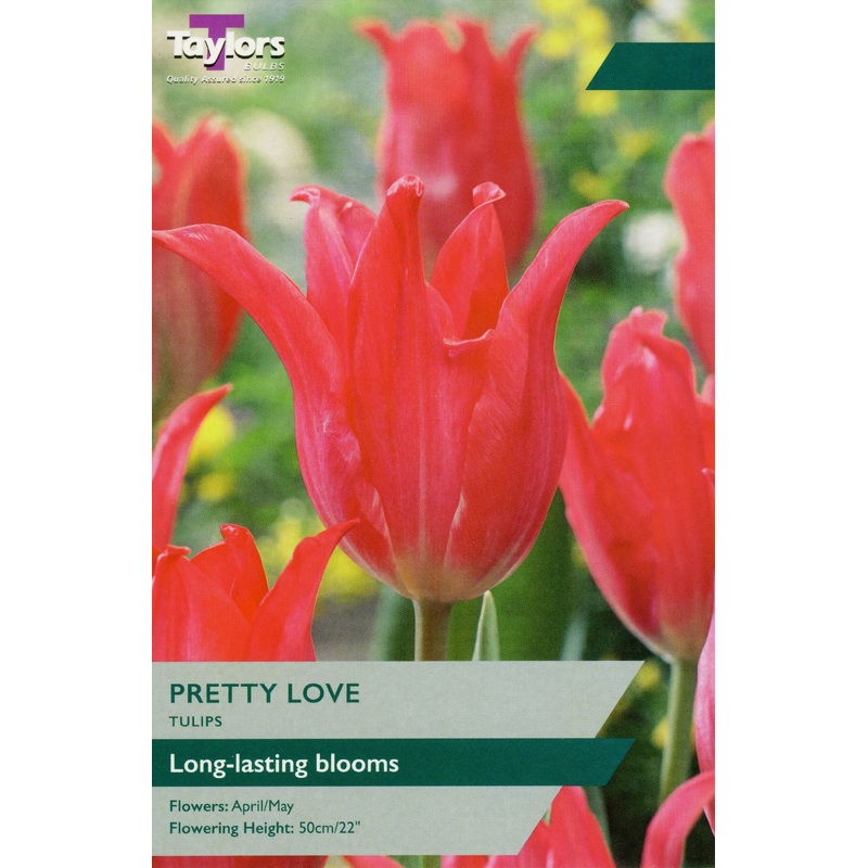 TULIP PRETTY LOVE X 7