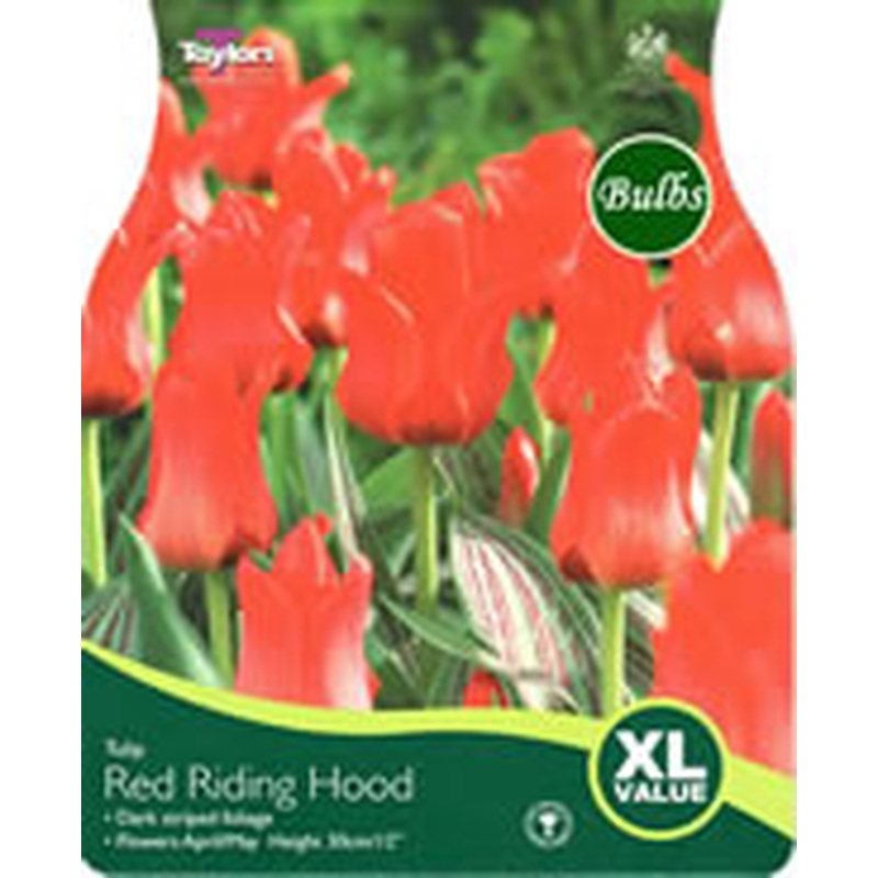 TULIP RED RIDING HOOD x 18