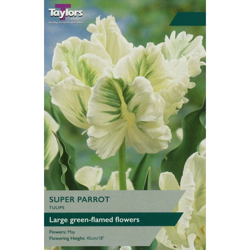 TULIP SUPER PARROT X 6