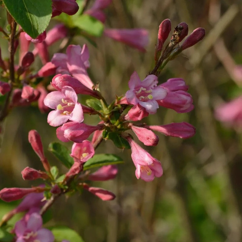 Weigela florida Big Love  5 Ltr pot