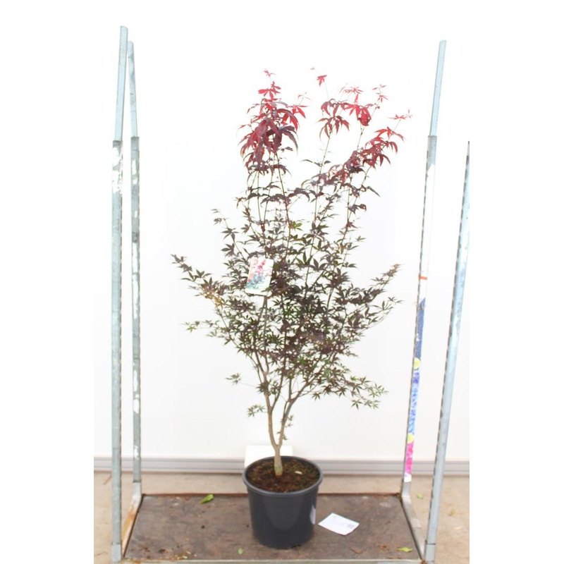 Acer pal. Red Emperor