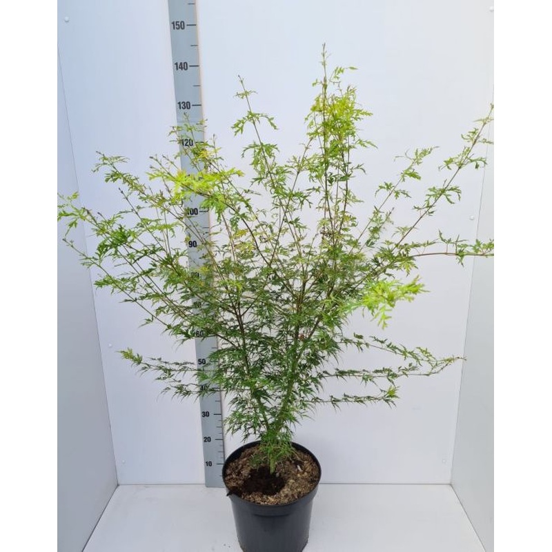 Acer palmatum Seiryu  80-100 CM C12