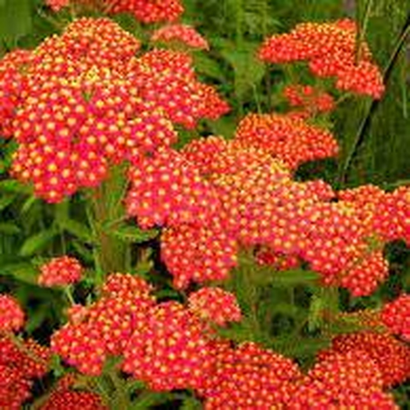 Achillea Safran 2ltr pot