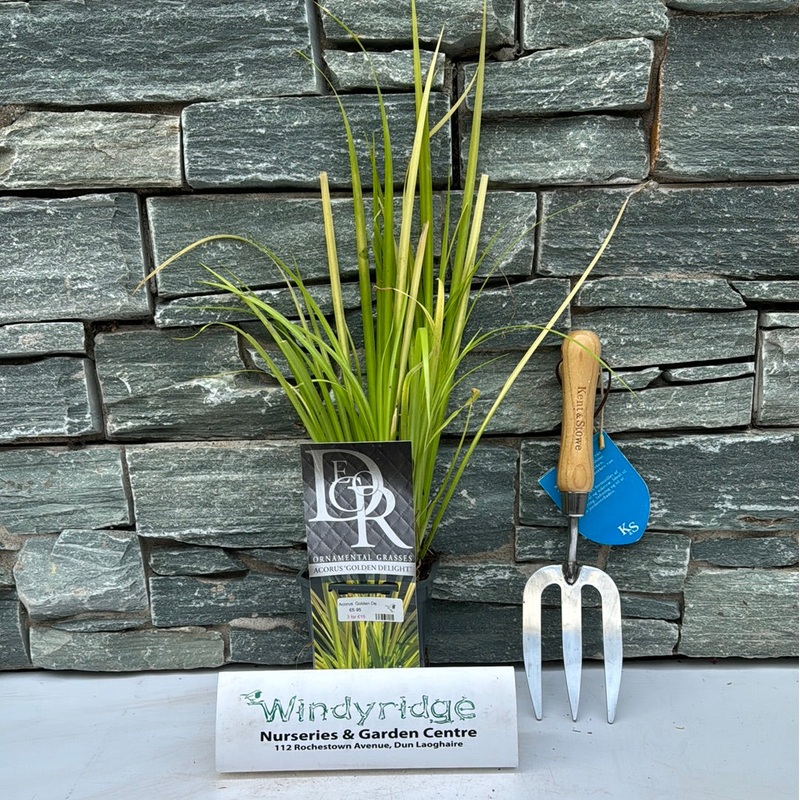 Acorus Golden Delight