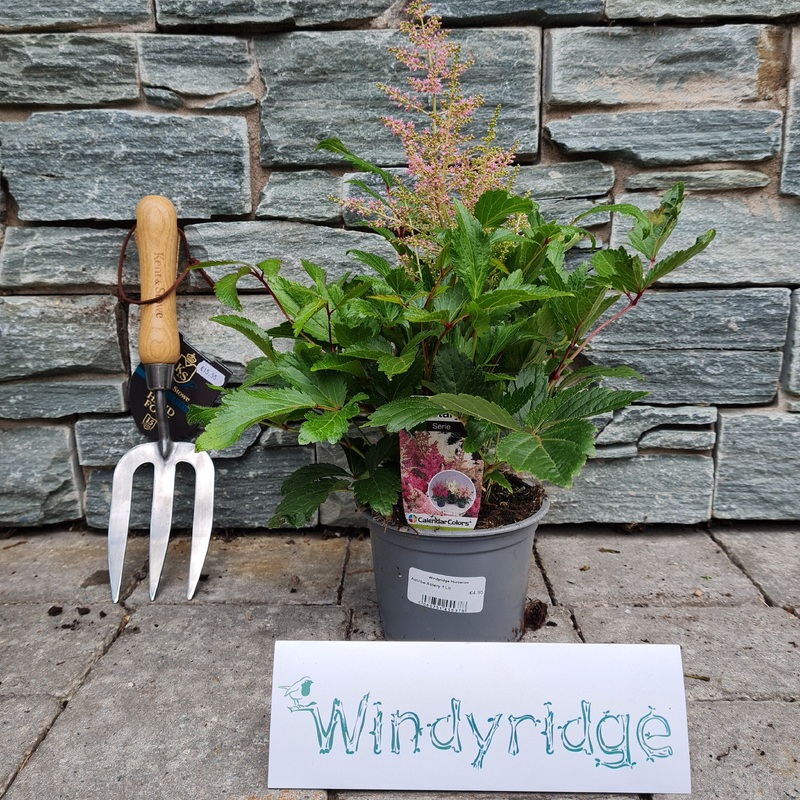 Astilbe Astary 1 Ltr