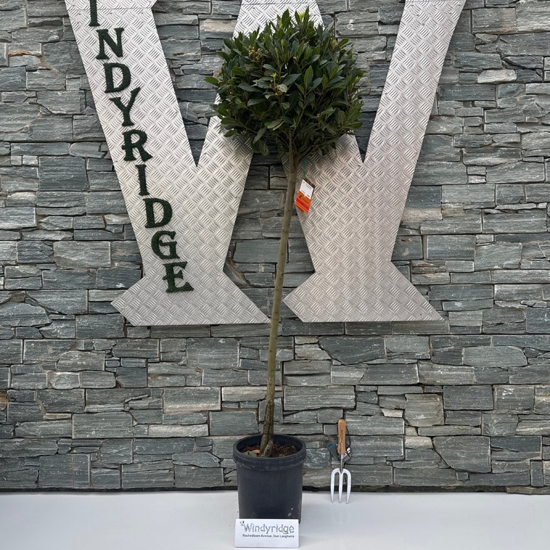 Bay 4/4 Stand 50/55 P 25