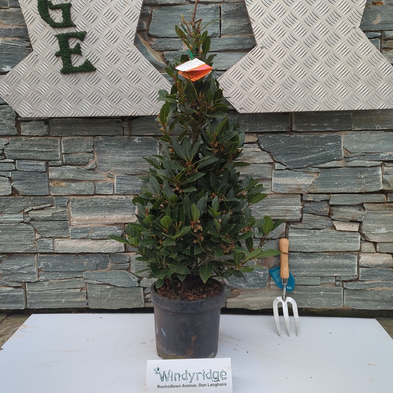 Bay Pyramid 100cm Pot 25cm