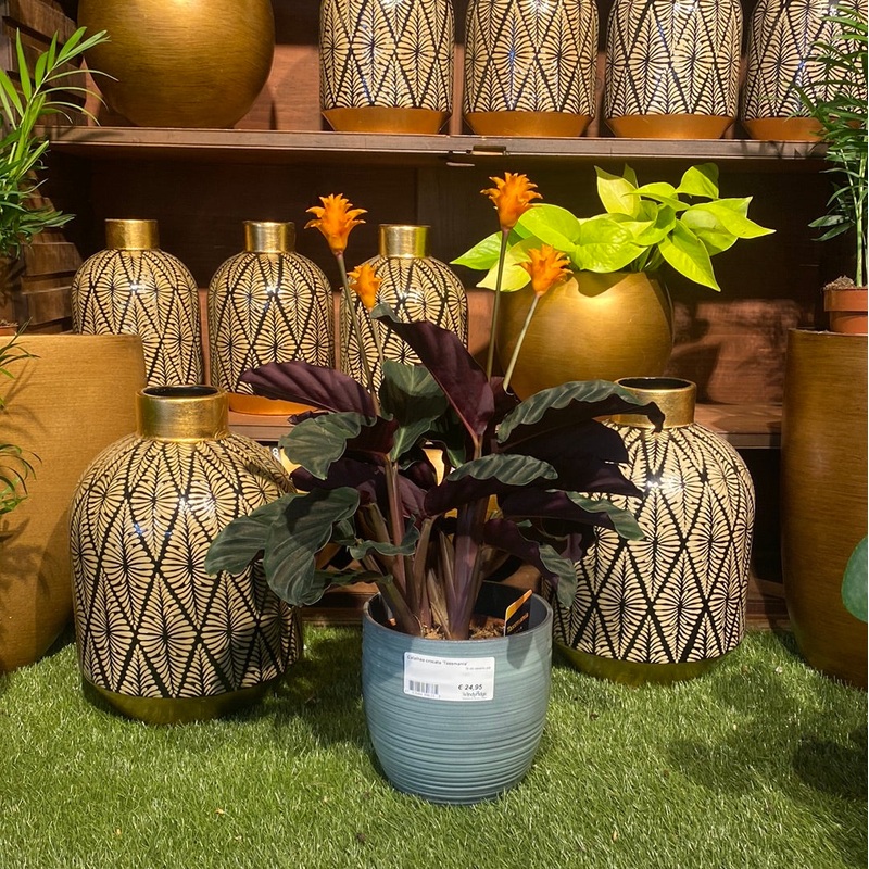 Calathea crocata Tassmania  16 cm Ceramic Pot