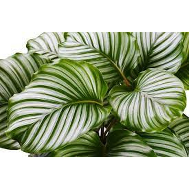 Calathea You & Me mix  P17