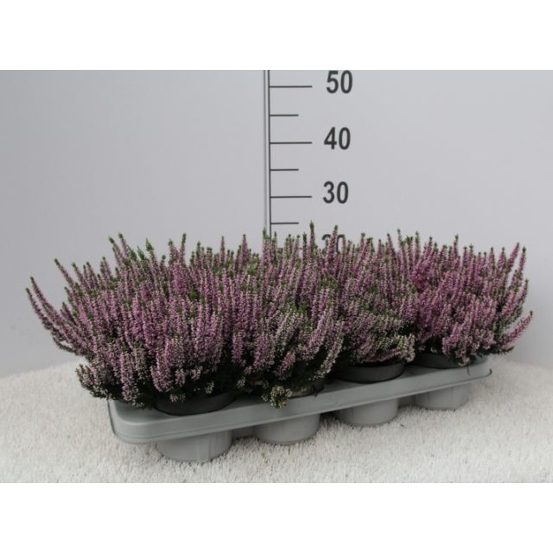 Calluna vulg. Beauty Ladies purple  P11