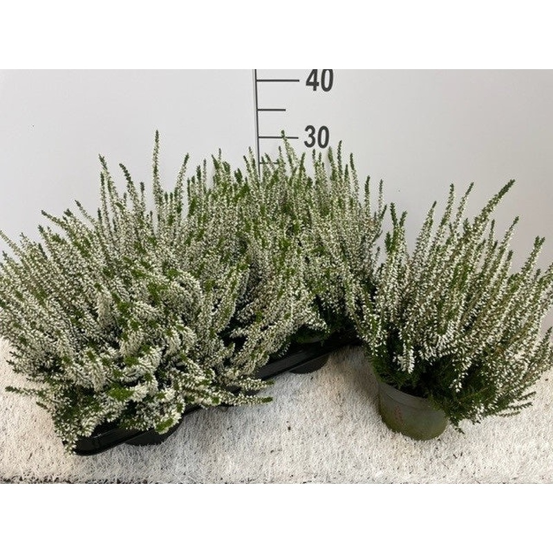 Calluna vulg. Beauty Ladies white  P11