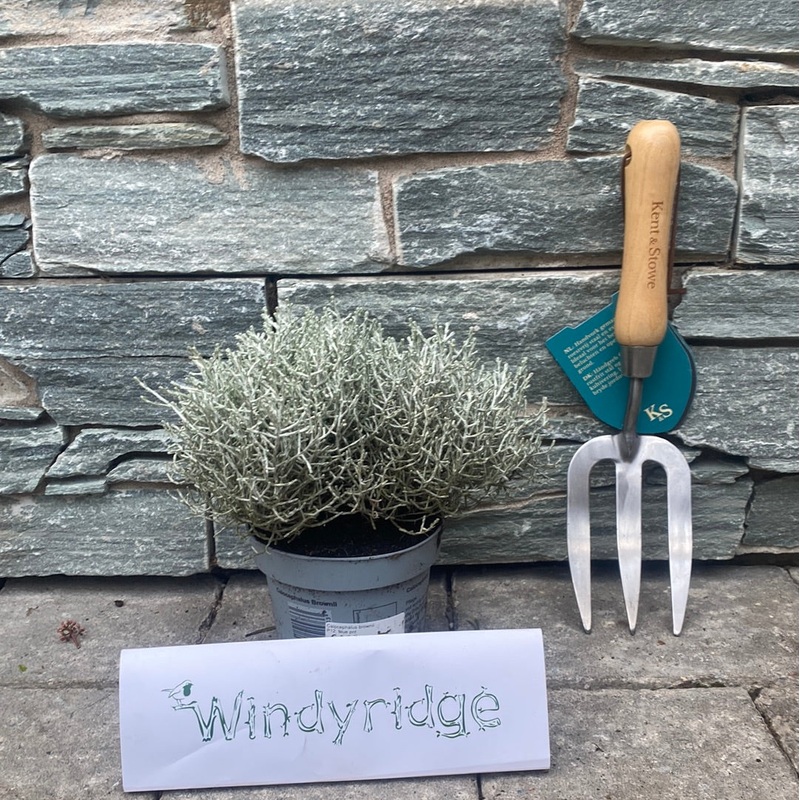 Calocephalus brownii