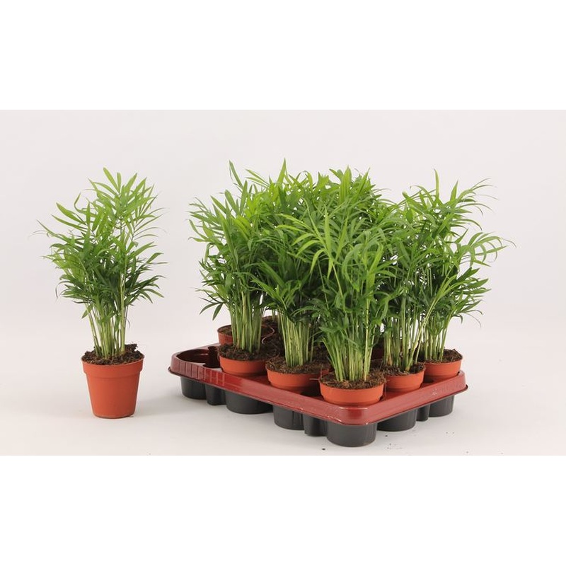 Chamaedorea elegans  P9