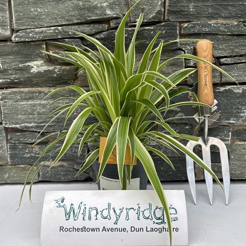 Chlorophytum com. Ocean  P12