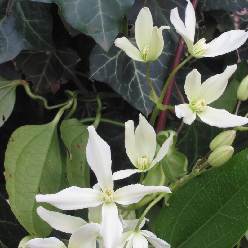 Clematis armandii