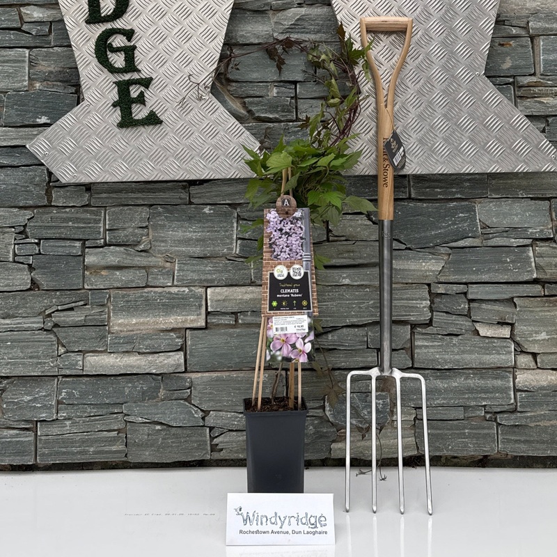 Clematis montana rubens 2.25 Ltr Pot