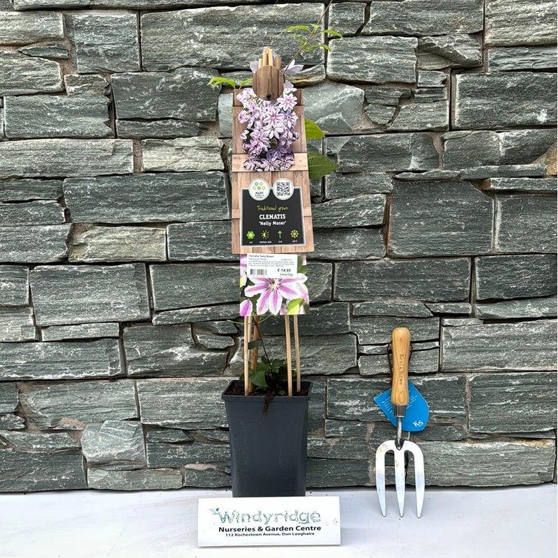 Clematis Nelly Moser