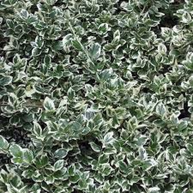 Euonymus fort. Emerald Gaiety