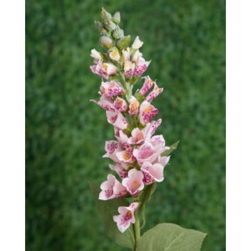 Foxgloves-Light Pink