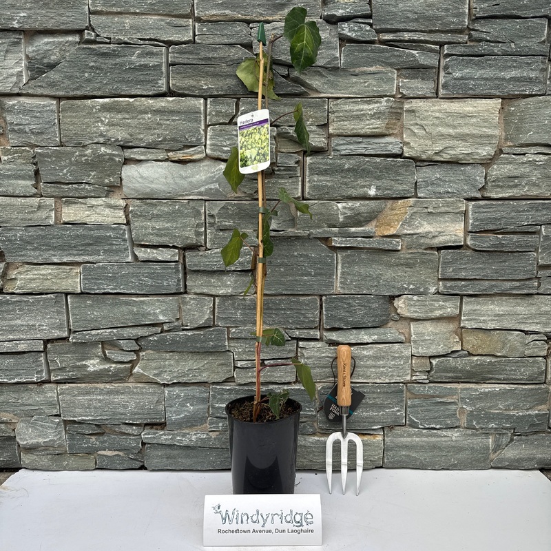 Hedera Sulphur Heart (Paddys Pride)