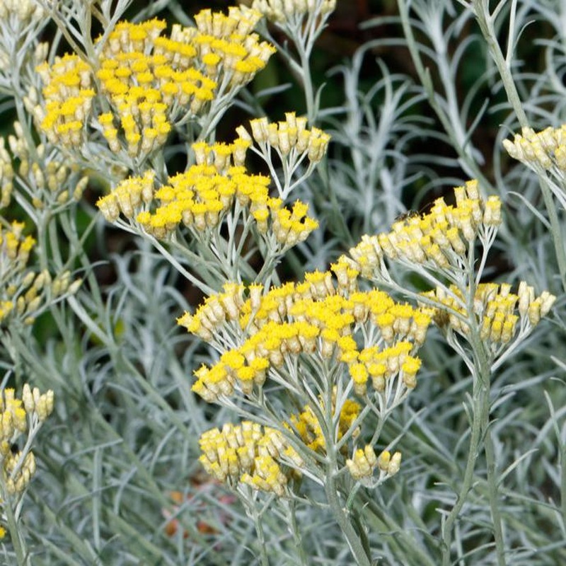 Helechrysum splendium 3ltr pots