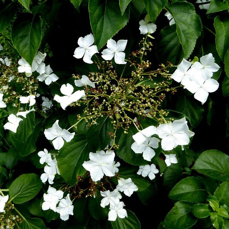 Hydrangea anomala petiolaris