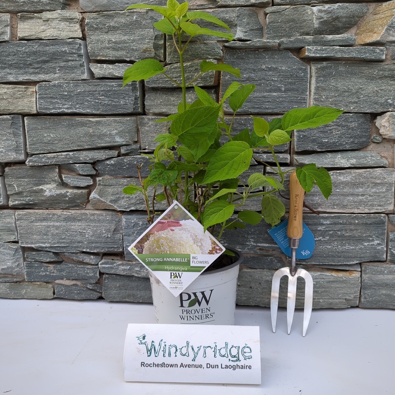 Hydrangea arbor. Strong Annabelle  3 Ltr pot